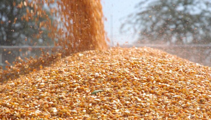 Zimbabve mısır ithalatını yasakladı