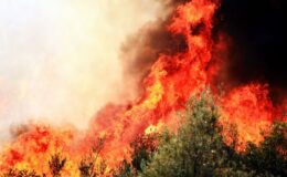 Türkiye’de Orman Yangınları: Çok Boyutlu Bir Analiz, Etkileri ve Geleceğe Yönelik Stratejiler