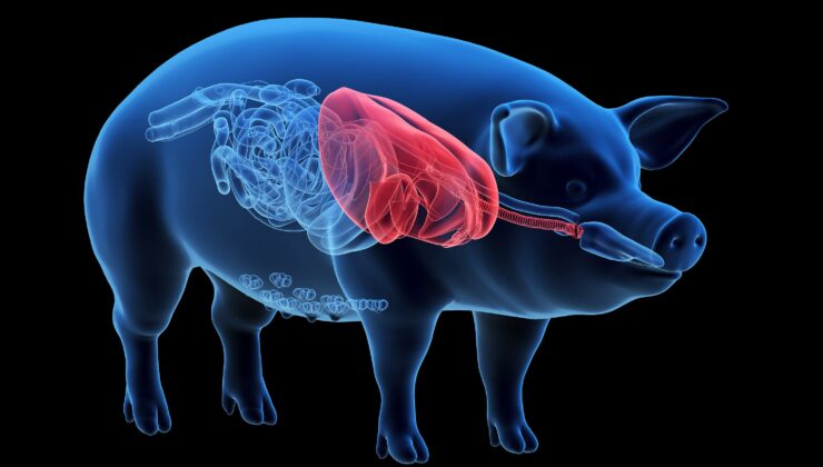 Bir insanın içinde sadece bir domuz akciğer yaşıyordu – orada ne anlama geliyor