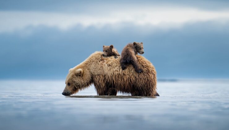 200’den fazla fotoğrafçı, koruma için fon toplamak için vahşi yaşam için baskılara katılır