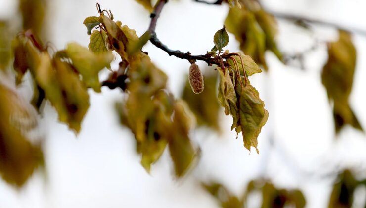 Zirai don nedeniyle üreticilere 23 milyar liralık hasar tazminatı