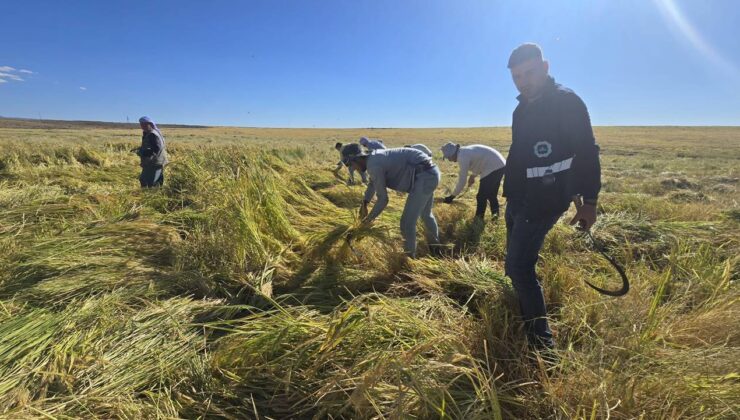 Karacadağ pirinci dünya sofralarına açılıyor