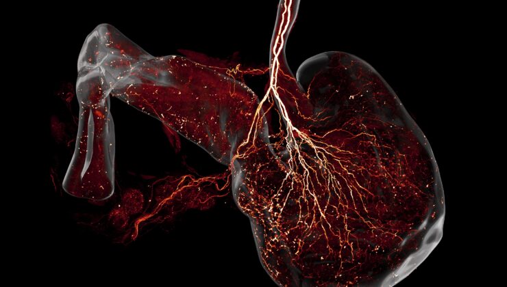 Bu Çarpıcı Görüntüler Faredeki Tüm Sinirleri Gösteriyor