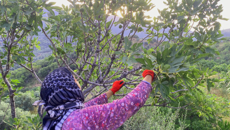 İncire giden yol ‘İlekleme’