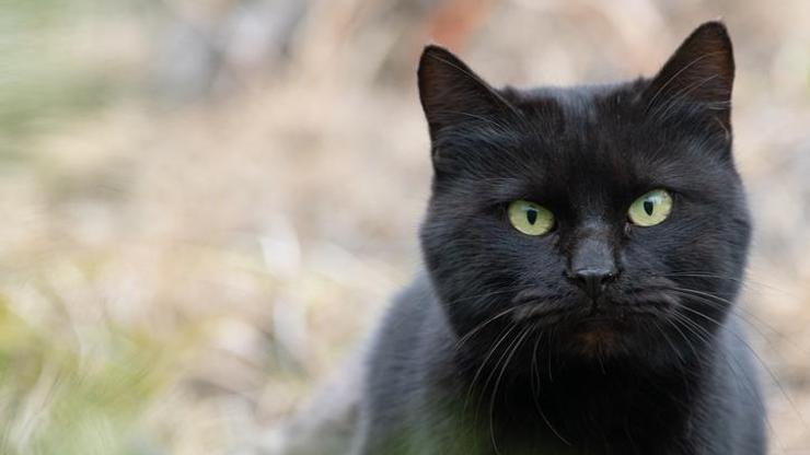 İspanya’daki Terrassa kasabasında Cadılar Bayramı için kara kedi yasağı: Sahiplendirme kısıtlaması – Son Dakika Dünya Haberleri CNN Türk