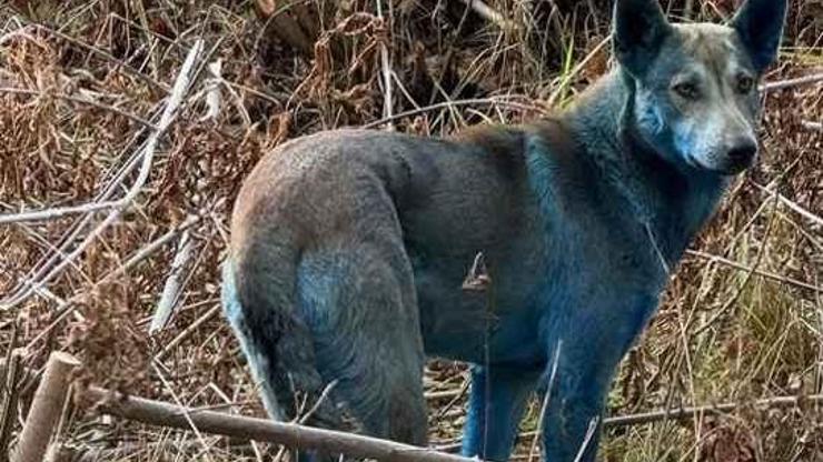 Çernobilde mavi köpek gizemi: Şaşırtan görüntüler – Dünyadan Haberler CNN Türk