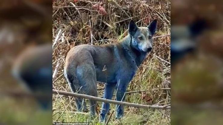 Çernobilde gizemli Mavi Köpekler – Son Dakika Dünya Haberleri CNN Türk