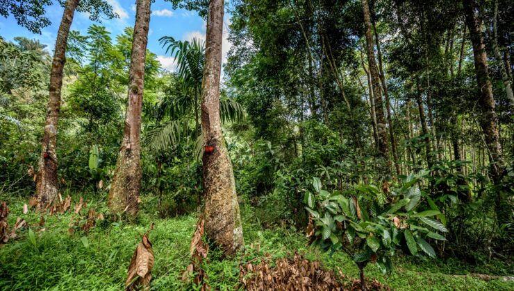 Gezegenimizi iyileştirin: İklim için doğayı koruyun | Koruma Uluslararası