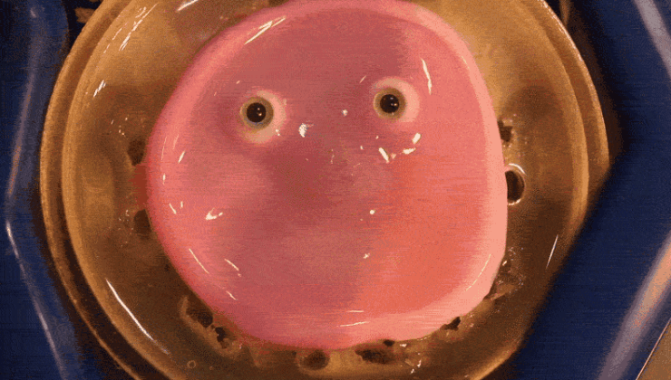 Cilt araştırmalarından öne çıkan beş nokta