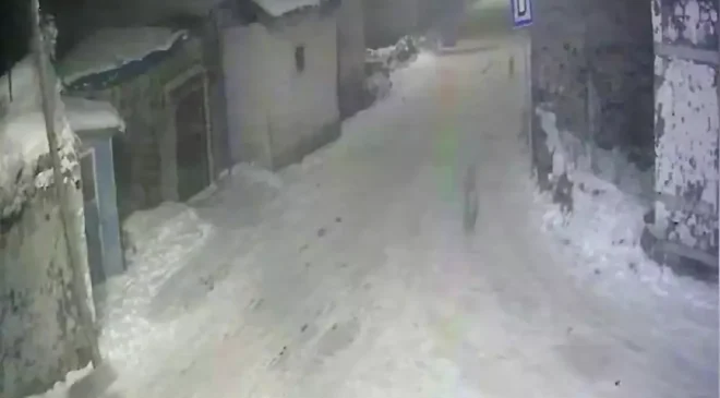 Kurtlar Kırsal Mahallelere İndi: Kış Şartları Yaban Hayatı Olumsuz Etkiledi