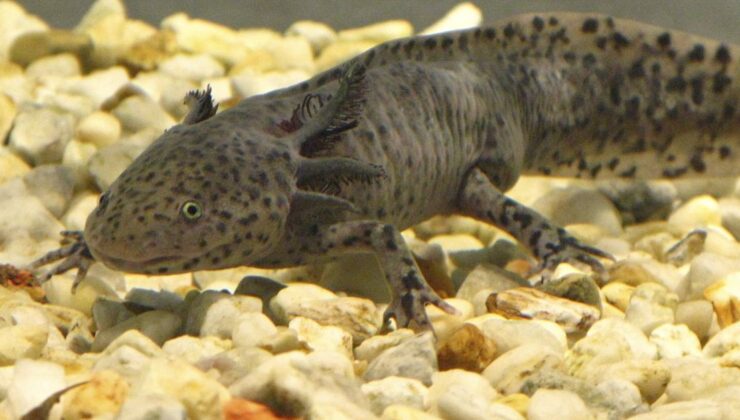 Haberler: Araştırma nesli tükenmekte olan aksolotl için umut sunuyor | Koruma Uluslararası