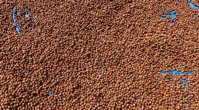 Fındık ihracatından 1,6 milyar doları aşkın gelir sağlandı