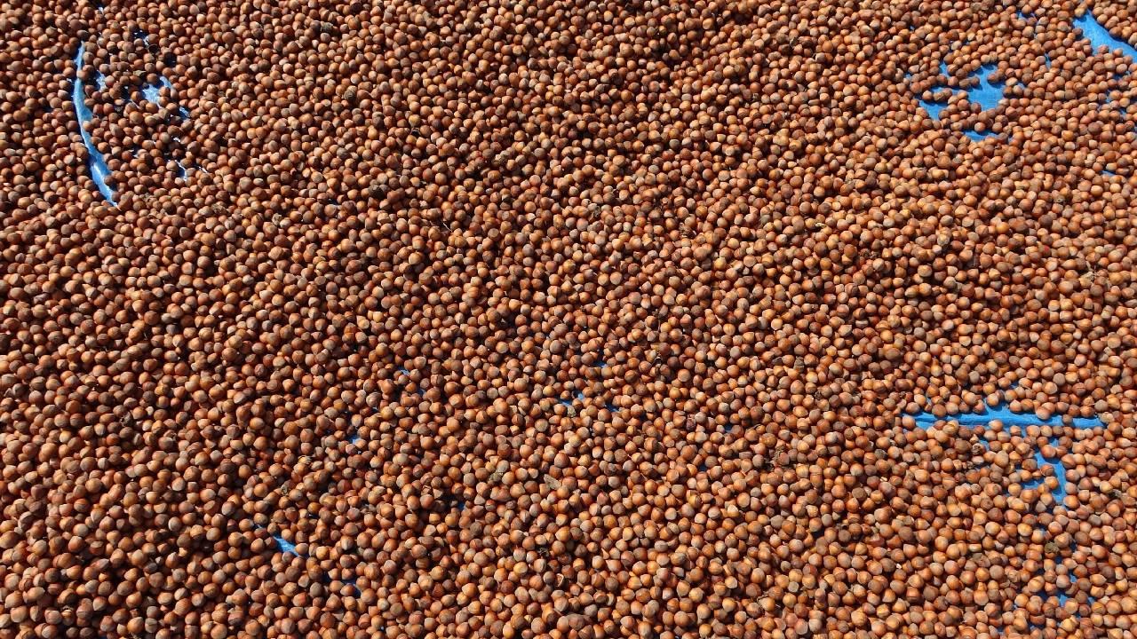 Fındık ihracatından 1,6 milyar doları aşkın gelir sağlandı