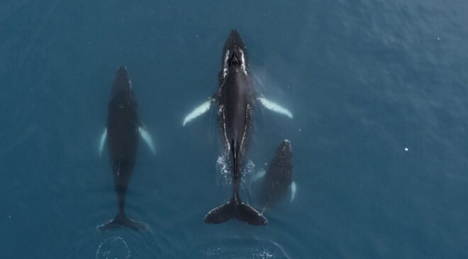 Açık denizler anlaşması ‘uzun zaman alıyor’
