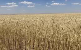 Kırşehir’de Malya Tarım İşletmesinde Alternatif Hububat Çeşitleri Deneniyor