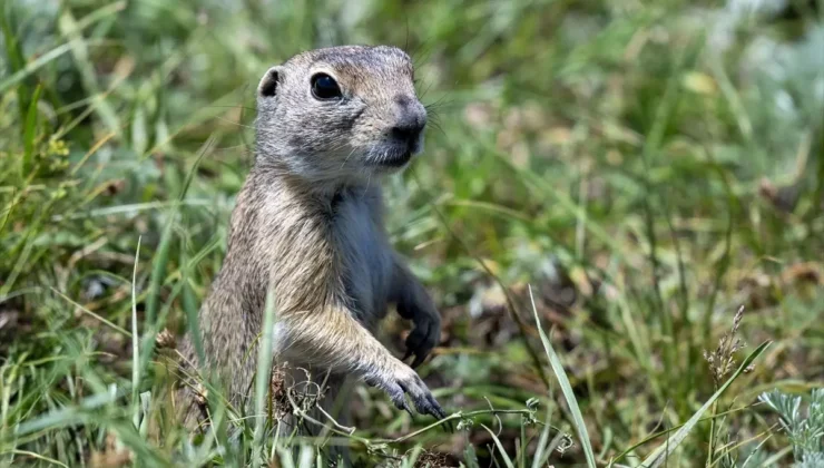Anadolu Yer Sincapları Susuz’da Görüntülendi