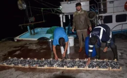 Karamürsel Balık Hali’nde Mezadı Canlı
