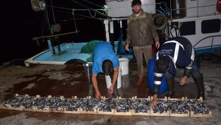 Karamürsel Balık Hali’nde Mezadı Canlı