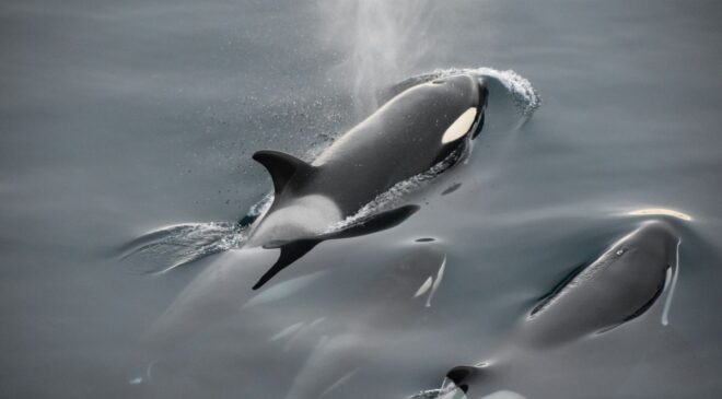 Anne Orca, Washington Coast’ta bir kez daha ölü buzağı taşıdığını gördü