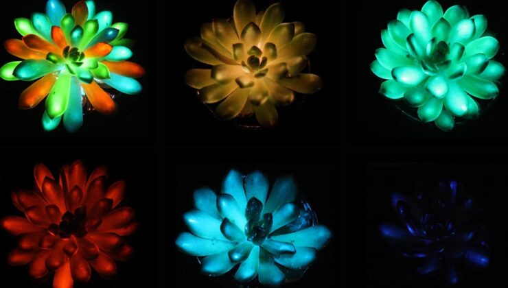 Karanlıkta Parlayan Sulu Meyveler Gökkuşağı Renklerinde Parlıyor