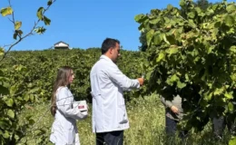 1 milyon ‘samuray’ doğaya salındı! Hepsi kokarca savaşçısı