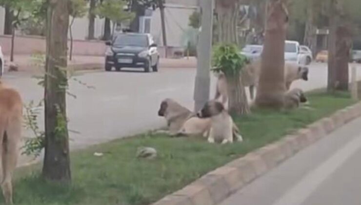 Hatay'da başıboş köpekler korku saçıyor