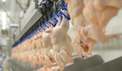 Tavuk eti üretimi ocakta arttı