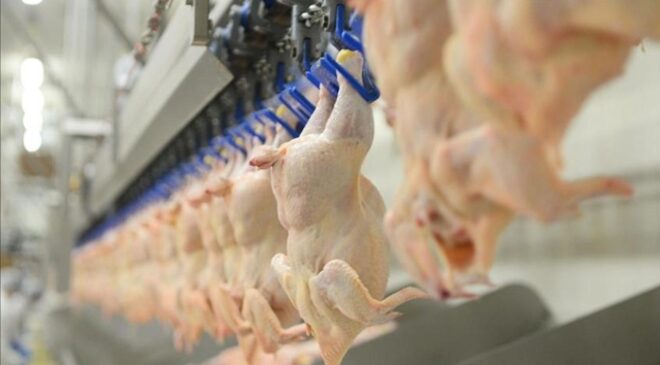 Tavuk eti üretimi ocakta arttı