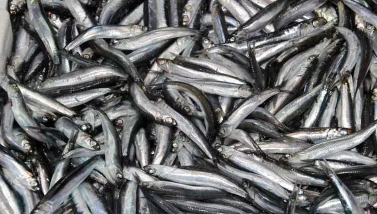 Karadeniz’de Hamsi Zamanı