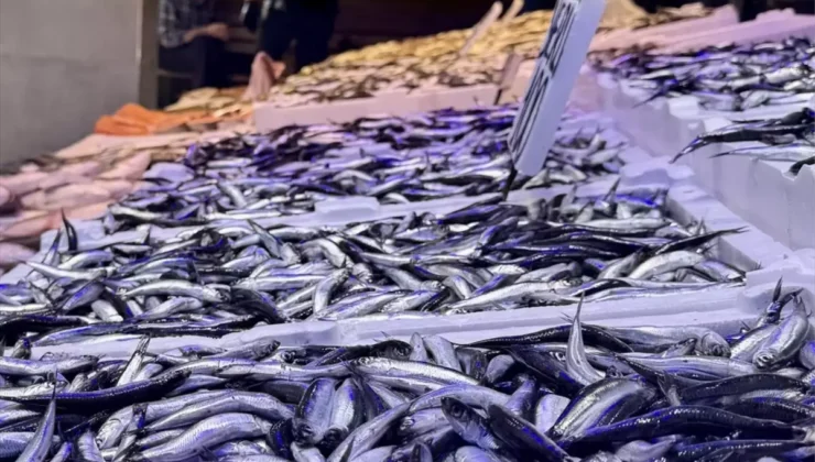 Trabzon’da Hamsi Sezonu Başladı