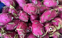 Tropikal Meyve İhracatı Yükselişte