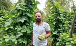 Yozgat’ta Araplı Fasulyesi Hasadı Başladı