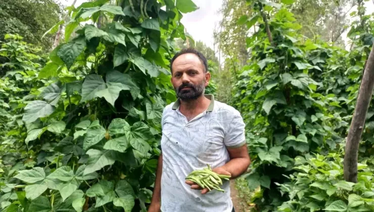 Yozgat’ta Araplı Fasulyesi Hasadı Başladı