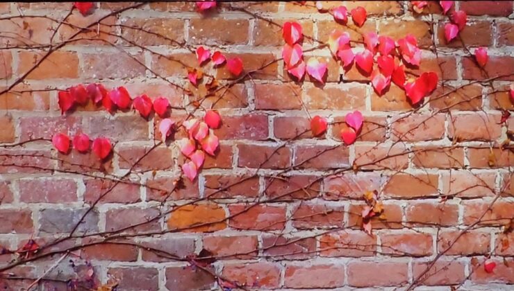 Umudun Tablosu ONKODAY