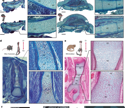 Hominin iki ayaklılığının evrimi iki adımda