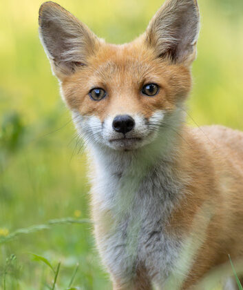 Bir tilki yavrusunun portresi – Fstoppers’ta Sebastian Ulici