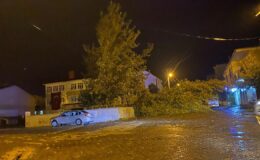 Bitlis’te rüzgarın kökünden söktüğü ağaç otomobilin üzerine devrildi