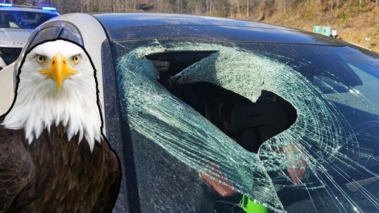 Buna inanmayacaksınız! diyerek anlattı: Olayın sorumlusu bir kel kartal – Dünyadan Haberler CNN Türk