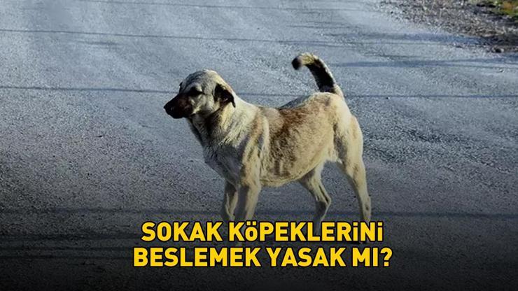 Sokak köpeklerini beslemek yasak mı? Sokak köpekleri besleme cezası ne kadar, kaç TL? İstanbul Valiliği’nden açıklama! – Son Dakika Haberleri CNN Türk