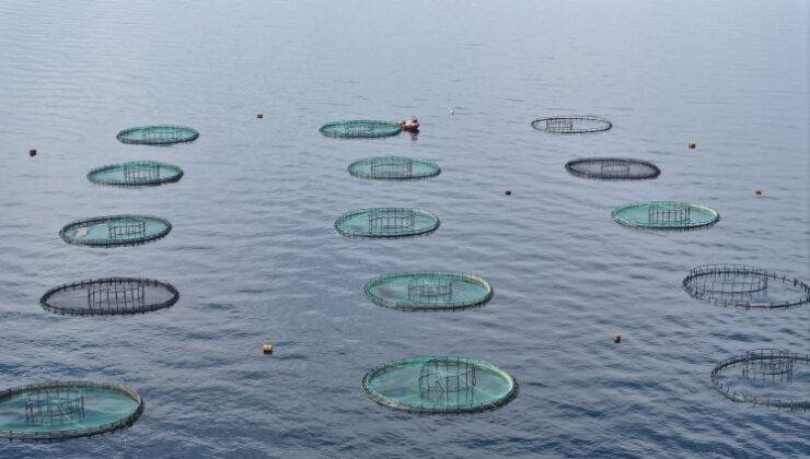 Karadeniz’den 31 ülkeye 278,7 milyon dolarlık su ürünü ihracatı