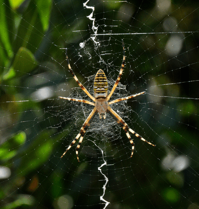 Hiç Örümcek Ağında Zigzaglar Gördünüz mü? Yeni Bir Çalışma Ne Amaçladıklarını Anlamış Olabilir