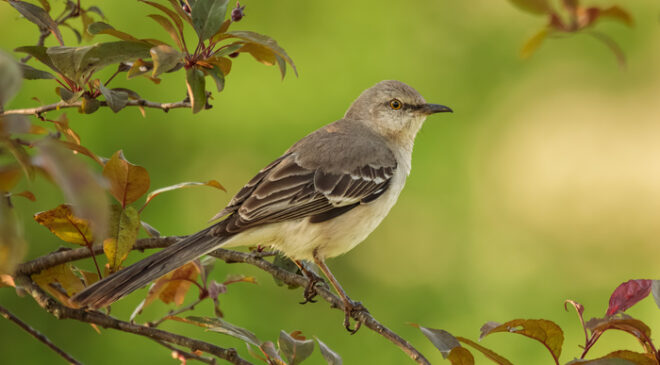 Morning Mockingbird – Fstoppers’ta Melody Mellinger
