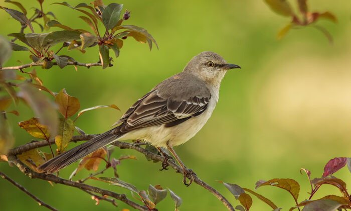 Morning Mockingbird – Fstoppers’ta Melody Mellinger