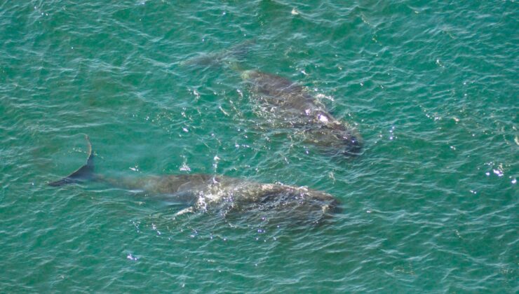 Bowhead Balinaları 200 Yıl Yaşayabilir – Bu onların Olağanüstü Uzun Ömürlerini Açıklayabilir