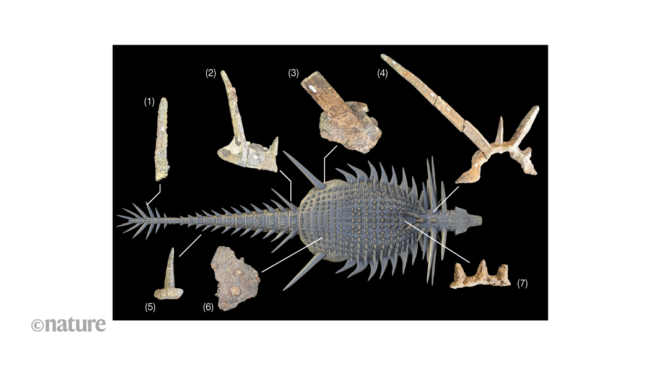 Afrika’dan gelen dikenli zırhlı bir dinozor, ankylosaur evriminin yeniden düşünülmesine neden oluyor