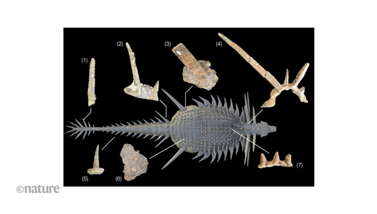 Afrika’dan gelen dikenli zırhlı bir dinozor, ankylosaur evriminin yeniden düşünülmesine neden oluyor