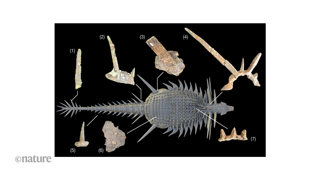 Afrika’dan gelen dikenli zırhlı bir dinozor, ankylosaur evriminin yeniden düşünülmesine neden oluyor