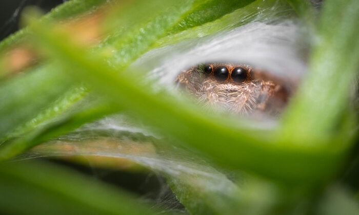 Çimenlerde – Fstoppers’taki Satıcılar Tepesi