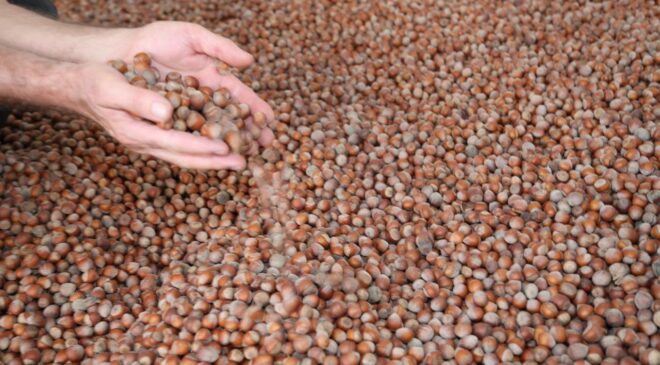Türk fındığı 2025’te 122 ülkeye ihraç edildi