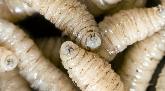 ABD’de İnsanda Et Yiyen Vida Kurtları Vakası Tespit Edildi